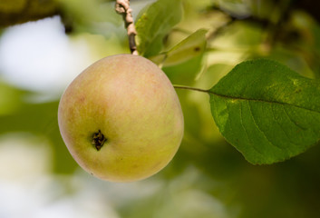 Ripe apple on a tree in the nature