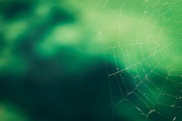 spider web on blurred green background. copy space