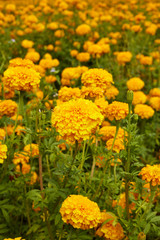 Beautiful Marigold flowers