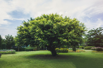 Single tree in the green field