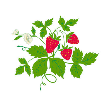 strawberry with ripe fruits and flowers
