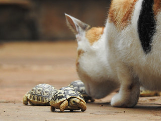 Cat Sniffing Baby Turtles