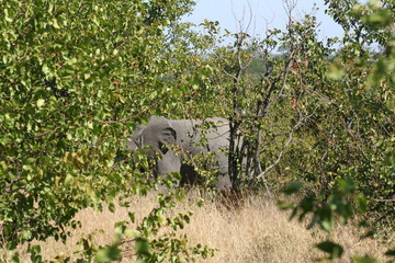 south African wildlife