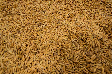 Raw rice varieties of Thailand

