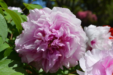 Blue Mountains Gardens