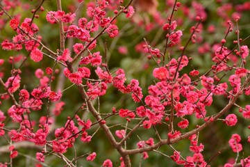 梅の花