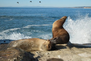 Fototapeta premium happy sea lion on the beach cove and water splash. blue sea sky.