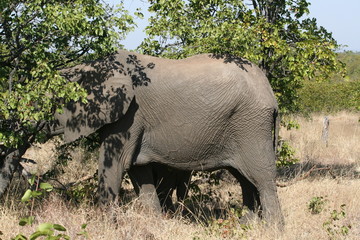 south African wildlife