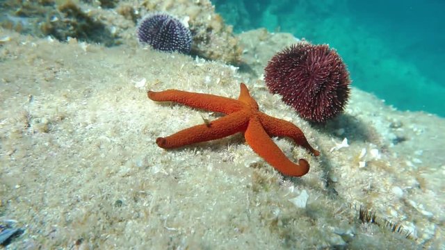 Underwater a Mediterranean red sea star, Echinaster sepositus, moves slowly on the seabed with sea urchins in background, Cap de Creus, Costa Brava, Catalonia, Spain, 60fps
