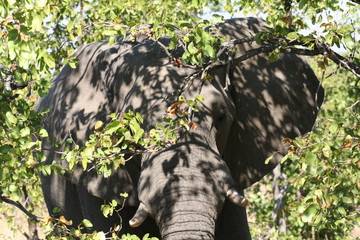 south African wildlife