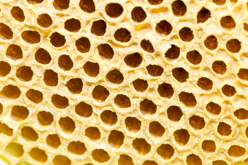 Fresh honeycomb it have bee keep in nature.