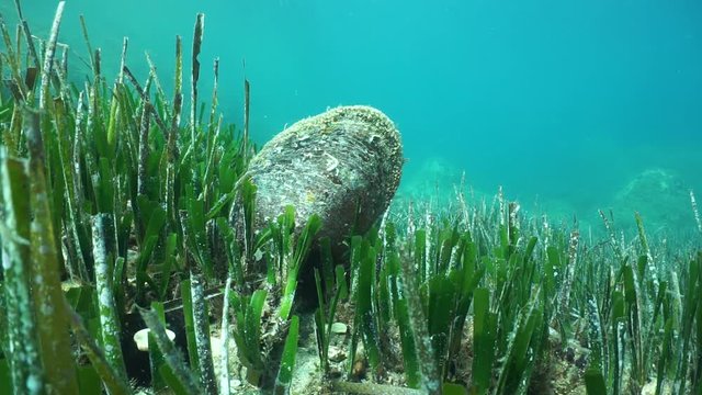 Underwater a noble pen shell, Pinna nobilis, marine bivalve mollusc on the seabed with neptune grass, Mediterranean sea, Cap de Creus, Costa Brava, Catalonia, Spain, 60fps
