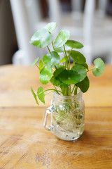 small green plants in glass holding on timber table
