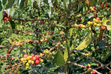 Coffee bean, coffee cherries or coffee berries on coffee tree, near El Jardin, Antioquia, Colombia, South America