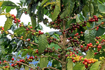 Coffee bean, coffee cherries or coffee berries on coffee tree, near El Jardin, Antioquia, Colombia, South America