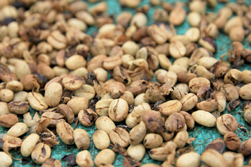 Coffee beans drying, near El Jardin, Antioquia, Colombia South America