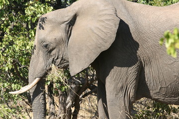 south African wildlife