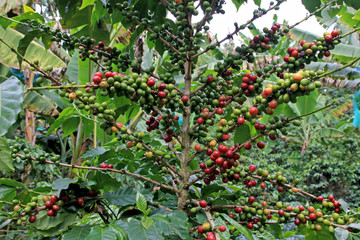 Coffee bean, coffee cherries or coffee berries on coffee tree, near El Jardin, Antioquia, Colombia, South America