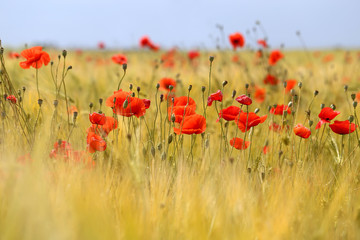 Photo of beautiful red poppies