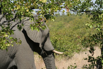 south African wildlife