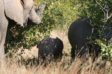 south African wildlife