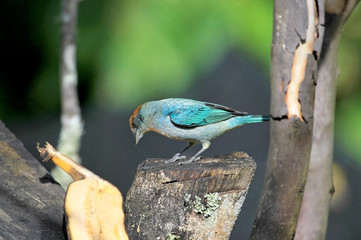 Scrub Tanager, Tangara Vitriolina, El Jardin, Colombia South America