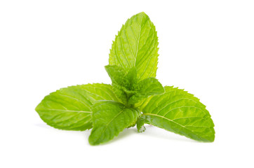 green mint  isolated on white background