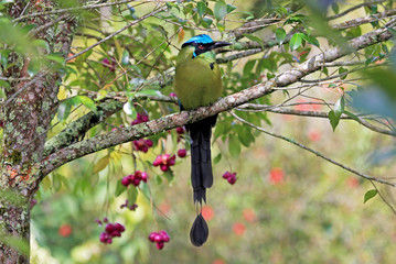 Blue-crowned Motmot, Momotus Momota, with beautiful coloured background, El Jardin, Colombia, South America