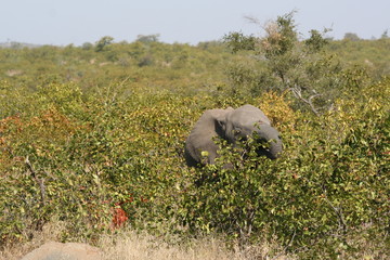 south African wildlife