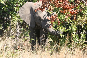 south African wildlife