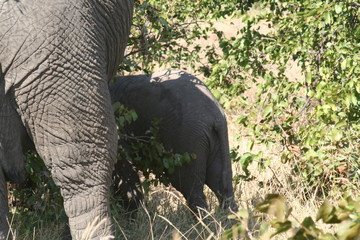 south African wildlife