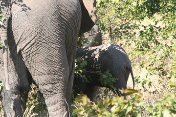 south African wildlife