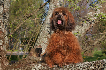 Fototapeta premium Милый, лохматый песик сидит на фоне природы.