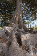 Giant Ficus Macrophylla