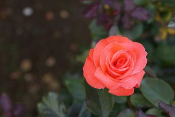 朱色　赤いバラ　薔薇　愛　象徴