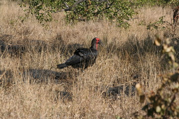 south African wildlife