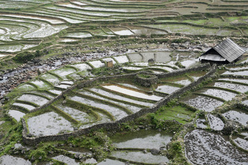 A farmer has surrounded his rice terraces with a hand built wall constructed of rocks