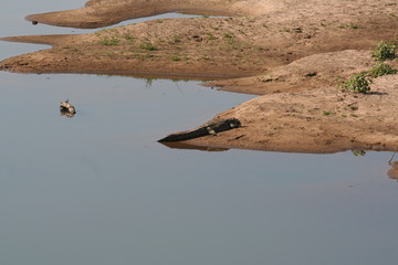 south African wildlife