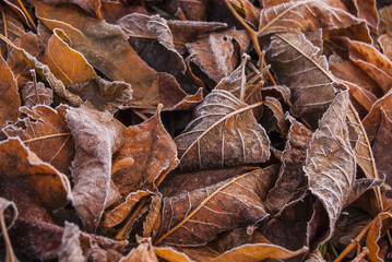 Fallen brown and yellow leaves in the frost