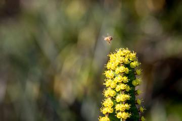 A honey bee in flight collecting pollen from the seasonal flowers of a cactus.