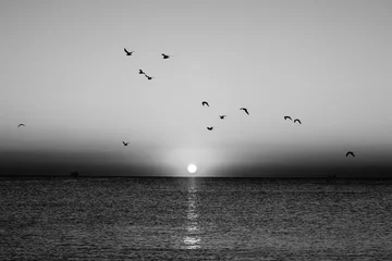 Tuinposter Autumn seascape at dawn in black and white. Flock of seagulls flying over sea. Silhouette of birds in flight. Rising sun above horizon. © arvitalya