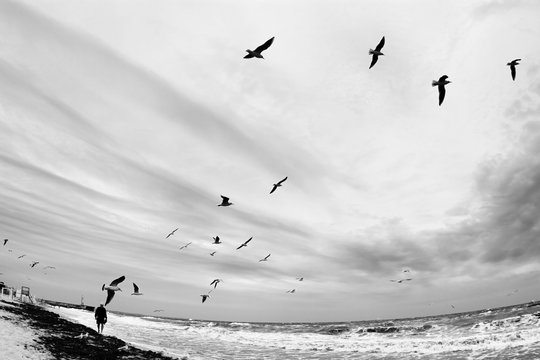Fototapeta Autumn seascape in black and white. Man walks on sandy beach in stormy weather. Flock of seagulls flying under cloudy sky. Dramatic cold sea