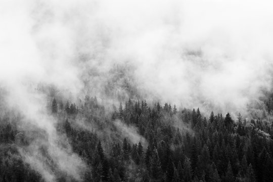 Summer mountain landscape in black and white. Forest under clouds after rain. Traveling in Carpathians, Ukraine