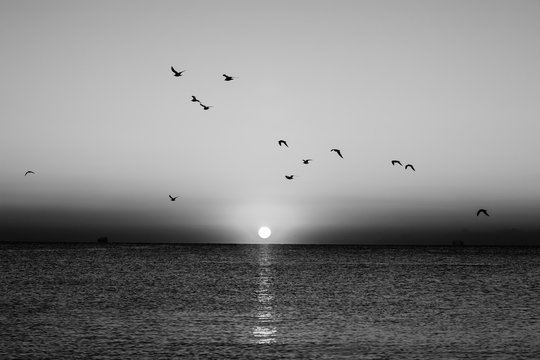 Autumn seascape at dawn in black and white. Flock of seagulls flying over sea. Silhouette of birds in flight. Rising sun above horizon.