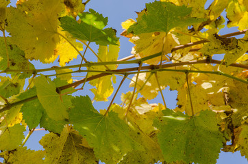 Colorful autumn leaves