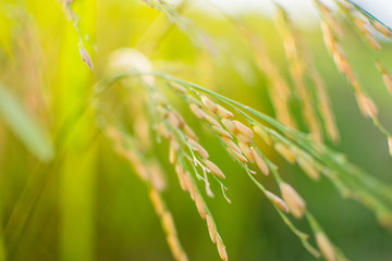 rice field at sunny day.