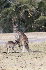 Naklejka na ściany i meble A young kangaroo jooey returns to his mother to suckle.