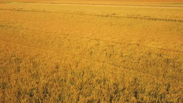 Golden Wheat Field Ready To Harvest, Japan Agriculture Aerial 