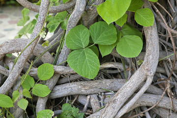 Interlaced stems of a creeper plant