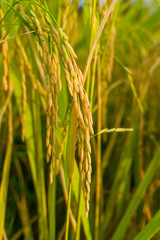 rice field at sunny day.
